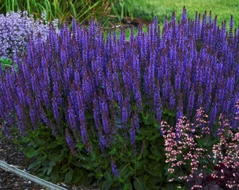 Blue Salvia Plant (Salvia Pratensis) Seeds
