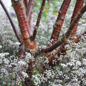 Tibetan Cherry Tree (Prunus Serrula) Seeds - NEW FOR 2025