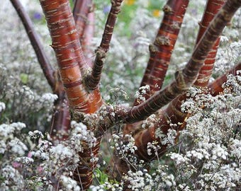 Tibetan Cherry Tree (Prunus Serrula) Seeds - NEW FOR 2025