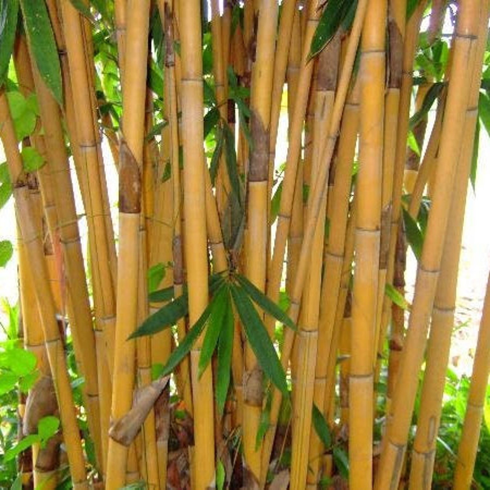 Golden Bamboo Plant Seeds Etsy