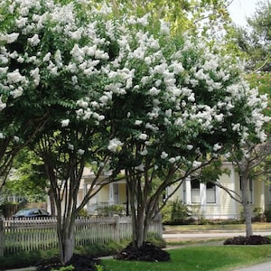 Natchez White Crepe Myrtle Tree (Lagerstroemia Indica &#39;Natchez&#39;) Seeds