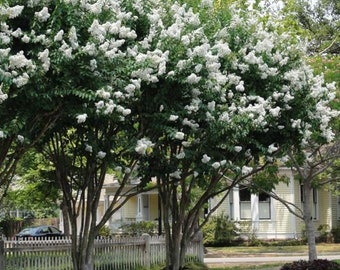 Natchez White Crepe Myrtle Tree (Lagerstroemia Indica 'Natchez') Seeds