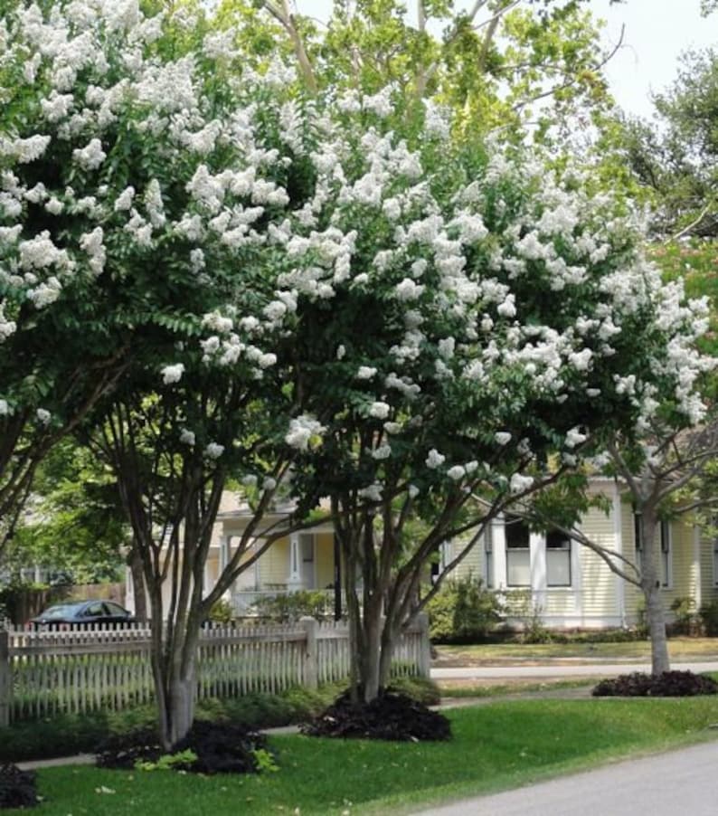 May include: A white flowering crape myrtle tree in full bloom, with multiple trunks and branches, growing in front of a yellow house with a white picket fence.