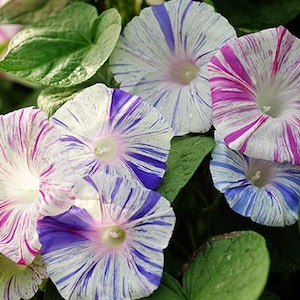 May include: Close-up of five striped morning glory flowers in shades of white, pink, and blue. The flowers are blooming on a vine with green leaves.