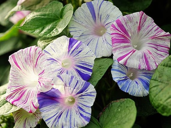Carnival of Venice Morning Glory Flower (Ipomoea Purpurea) Seeds