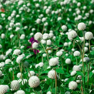 White Gomphrena Flower Gomphrena Globosa Seeds image 1