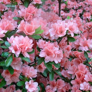 Carolina Azalea Shrub Rhododendron Carolinianum Seeds image 1