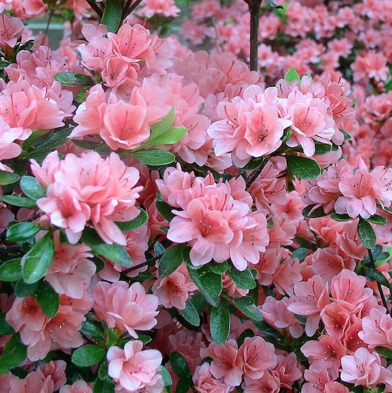 rhododendron anah kruschke Rhododendron