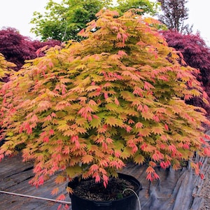 May include: A potted Japanese maple tree with vibrant green, yellow, and red leaves. The tree is in a black pot and is surrounded by black landscaping fabric.