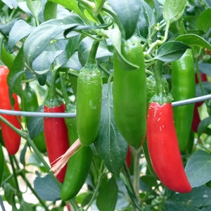 May include: A close-up of a jalapeño pepper plant with green and red peppers hanging from the branches. The peppers are growing on a trellis.