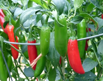 Organic Serrano Chili Pepper Plant (Capsicum Annuum) Seeds