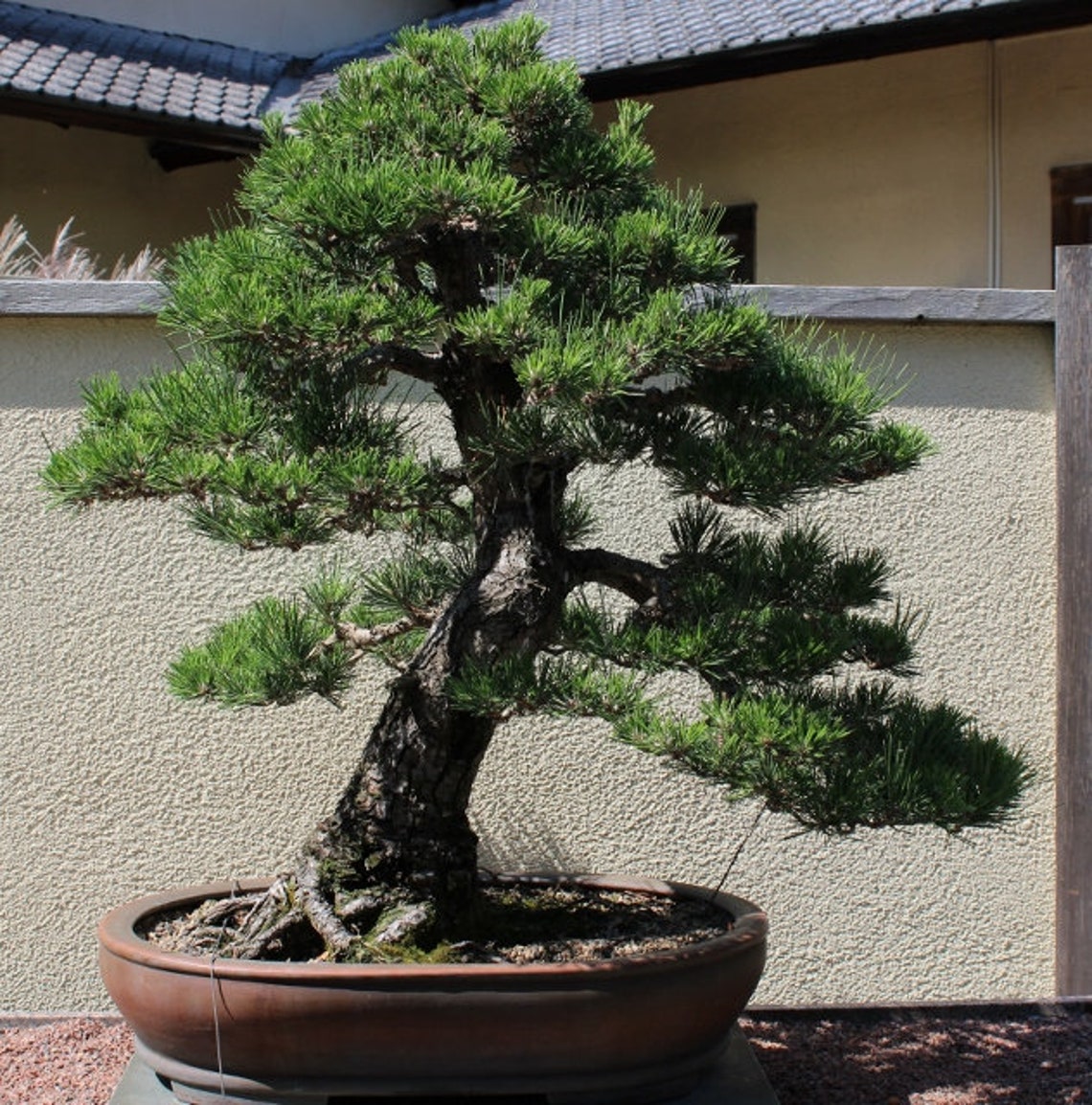 Japanese Black Pine Tree Pinus Thunbergii Seeds Etsy