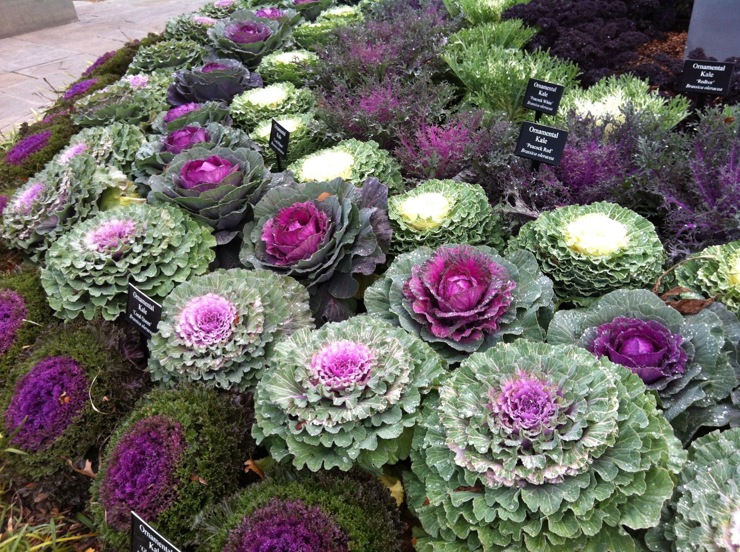 Ornamental Cabbage Plant brassica Oleracea Seeds Etsy