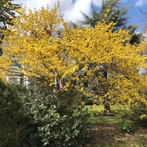 Cornelian Cherry Dogwood Tree Cornus Mas Seeds image 3