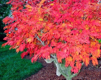 Fernleaf Japanese Maple Tree (Acer Japonicum 'Aconitifolium') Seeds - NEW FOR 2024