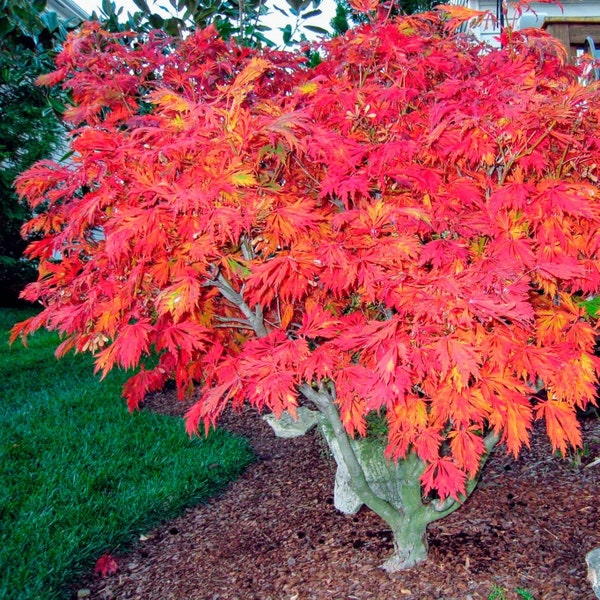 Fernleaf Japanese Maple Tree (Acer Japonicum 'Aconitifolium') Seeds - NEW FOR 2024