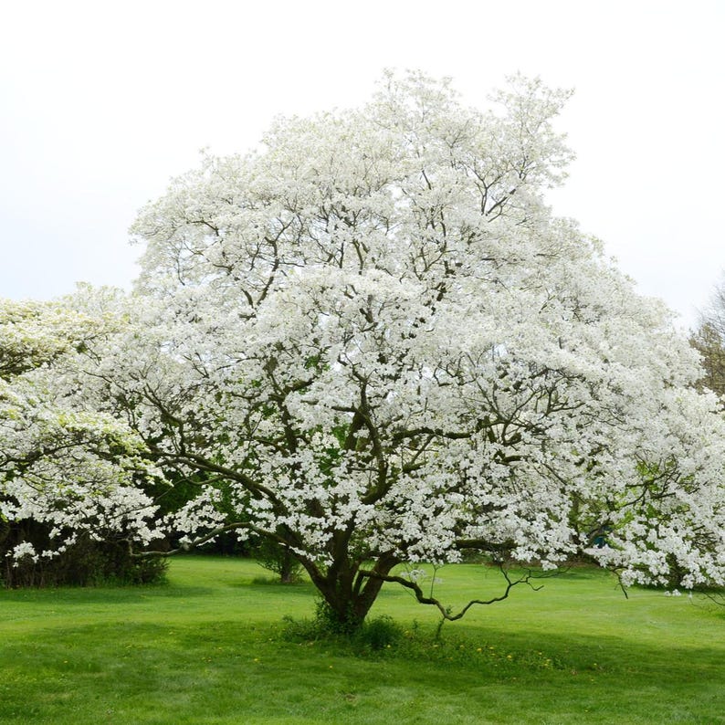 Jean's Appalachian Snow Flowering Dogwood Tree (cornus Florida 'jean's ...