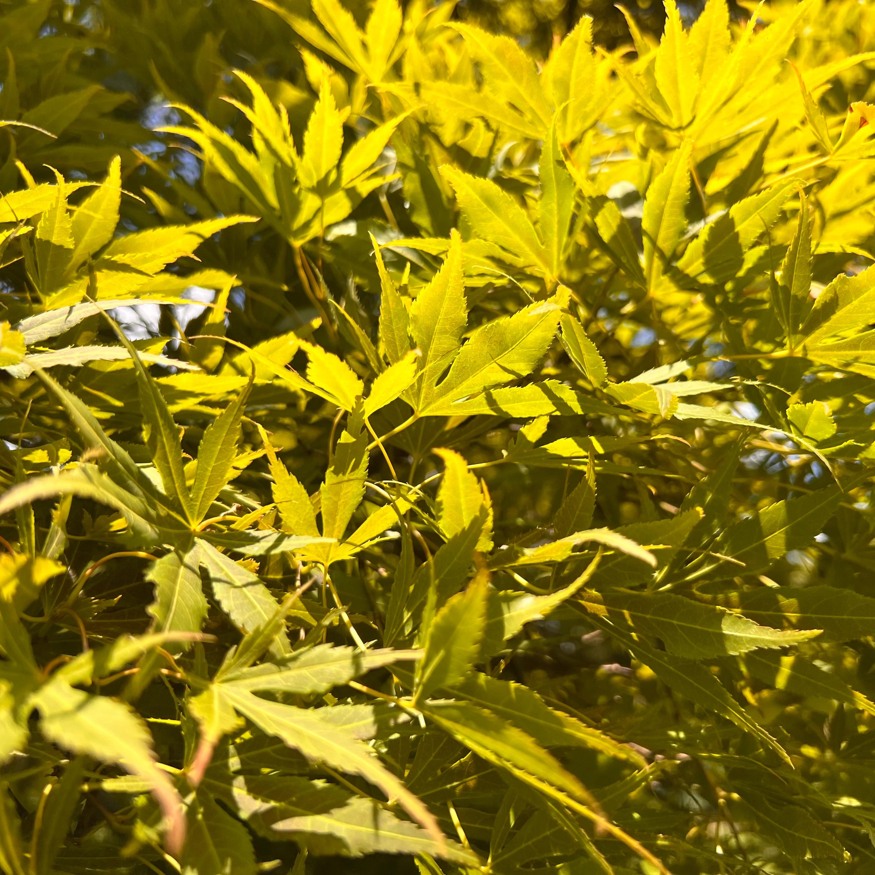 Matsukaze Japanese Maple Tree (acer Palmatum 'matsukaze') Seeds