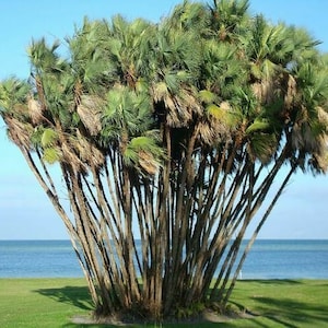 Everglades Palm Tree Acoelorrhaphe Wrightii Seeds image 1