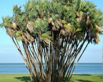 Everglades Palm Tree (Acoelorrhaphe Wrightii) Seeds