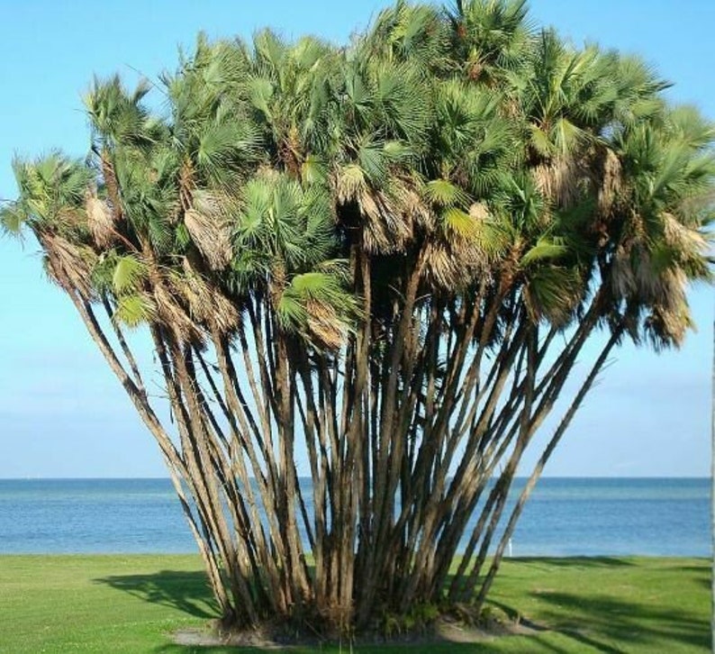 Everglades Palm Tree Acoelorrhaphe Wrightii Seeds image 1