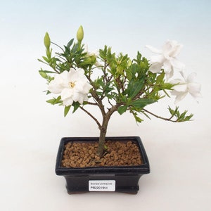 Gardenia Cape Jasmine Plant Gardenia Jasminoides Zaden afbeelding 4