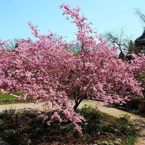Nasiona wiśni japońskiej kwitnącej Sargent (Prunus Sargentii) - NOWOŚĆ NA 2025 ROK