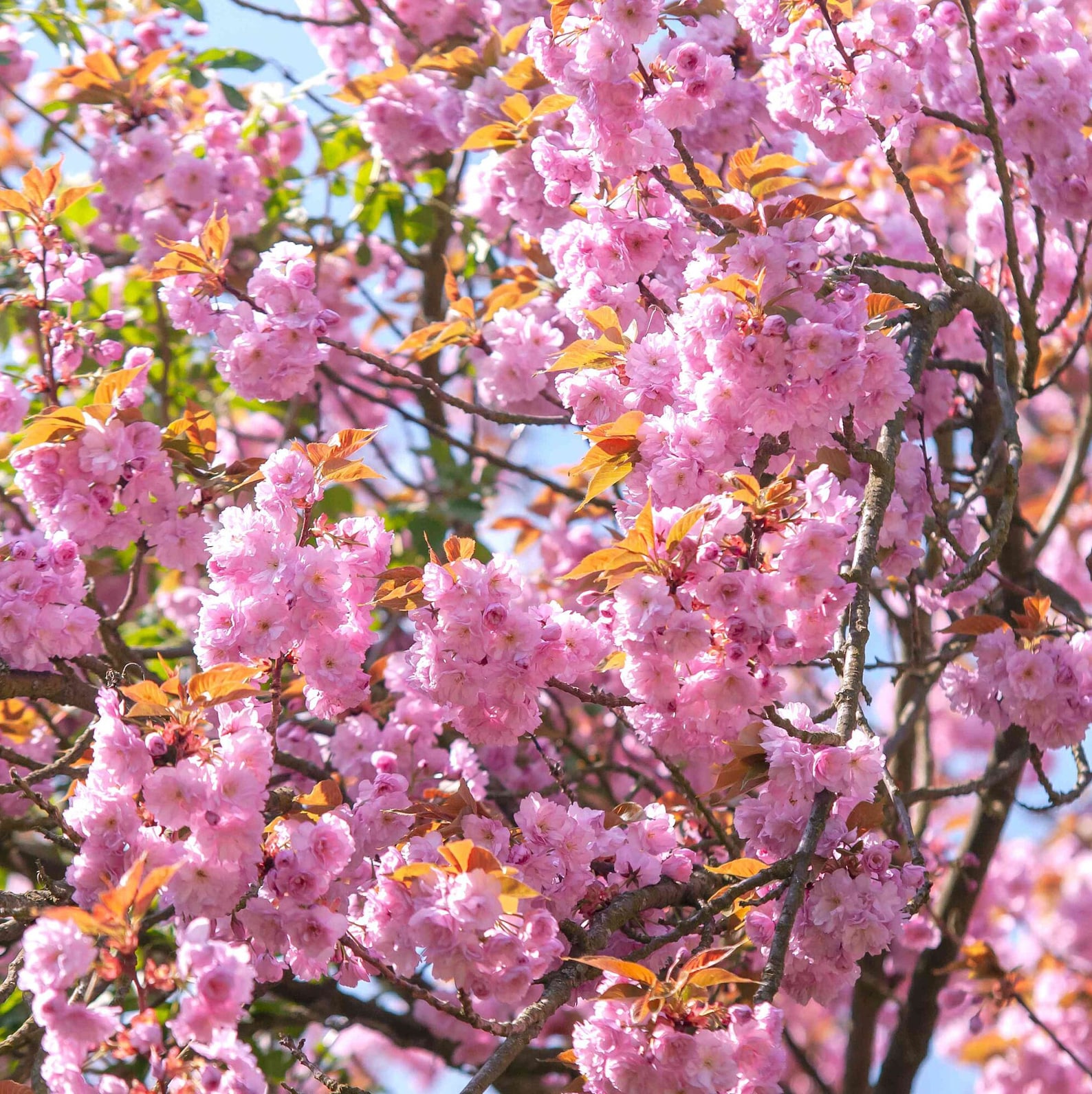 Kwanzan Japanese Flowering Cherry Tree prunus Serrulata Etsy Canada