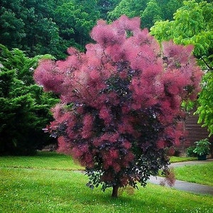 Smoke Tree Cotinus Coggygria Seeds image 1