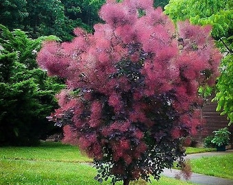 smoke tree seed pod 10 Vaping Myths Debunked  Juicemate
