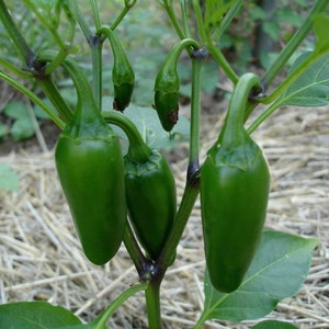 Organic Jalapeno Pepper Plant (Capsicum Annuum) Seeds