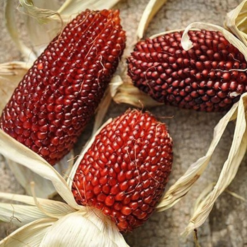 Organic Strawberry Corn Plant Zea Mays 'Strawberry' Seeds image 2