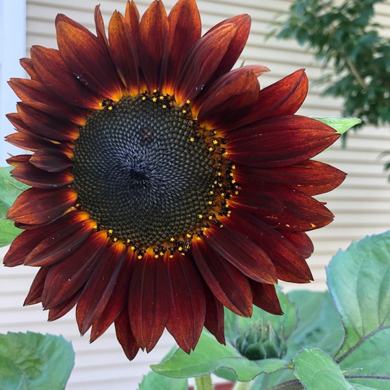 Velvet Queen Sunflower Plant helianthus Annuus Seeds - Etsy Canada