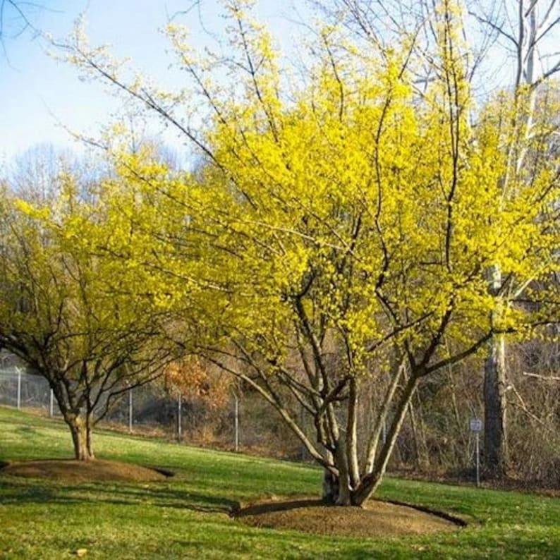 Cornelian Cherry Dogwood Tree Cornus Mas Seeds image 2