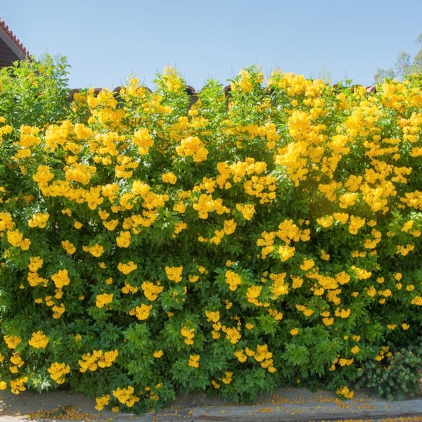 Yellow Trumpet Bush Plant (Tecoma Stans) Seeds