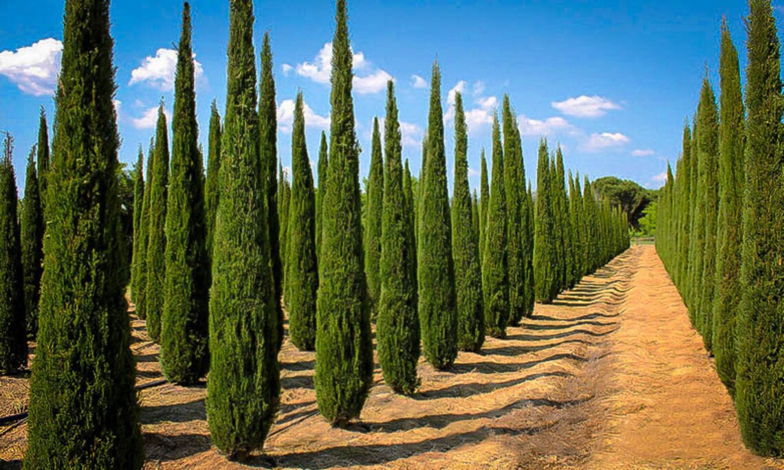 Ciprés italiano Cupressus Sempervirens Semillas Etsy España