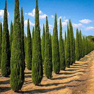 Italian Cypress Tree Cupressus Sempervirens Seeds image 1