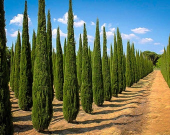 Italian Cypress Tree (Cupressus Sempervirens) Seeds