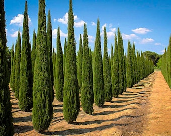 Nasiona cyprysu włoskiego (Cupressus sempervirens).