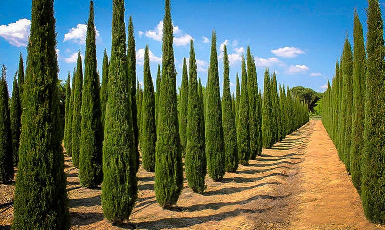 Italian Cypress Tree Cupressus Sempervirens Seeds image 1