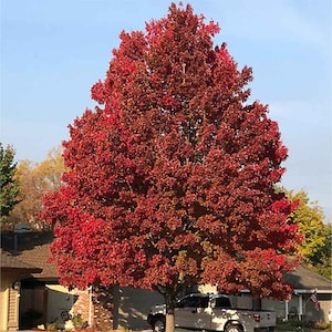 Trident Maple Tree (Acer Buergerianum) Seeds