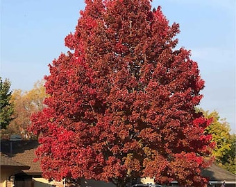 Trident Maple Tree (Acer Buergerianum) Seeds