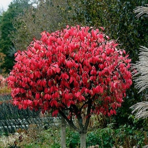 May include: A red flowering bush with multiple stems and a rounded shape. The bush is in full bloom with small, bright red flowers.