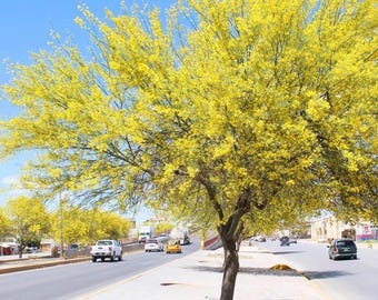 Jerusalem Thorn Tree (Parkinsonia Aculeata) Seeds