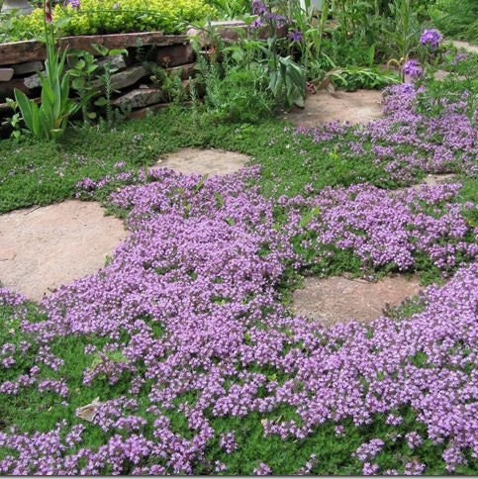 thymus serpyllum mother of thyme
