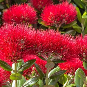 Pohutukawa Red Christmas Tree Metrosideros Excelsa Seeds image 5