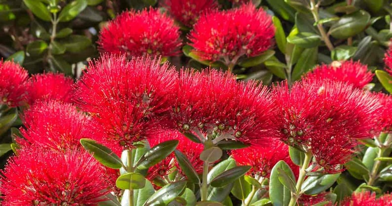 Pohutukawa Red Christmas Tree Metrosideros Excelsa Seeds image 5