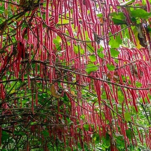 Chenille Plant Acalypha Hispida Seeds image 3