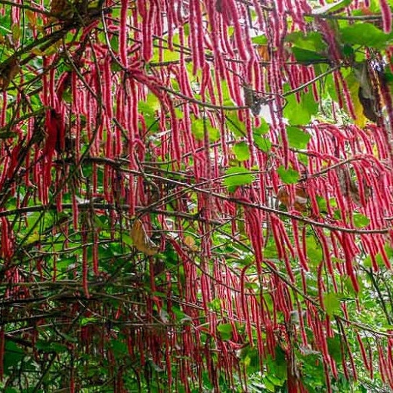 Chenille Pflanze Acalypha Hispida Samen Bild 3