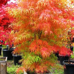 Koto-no-ito Japanese Maple Tree (Acer Palmatum 'Koto-no-ito') Seeds - NEW FOR 2025